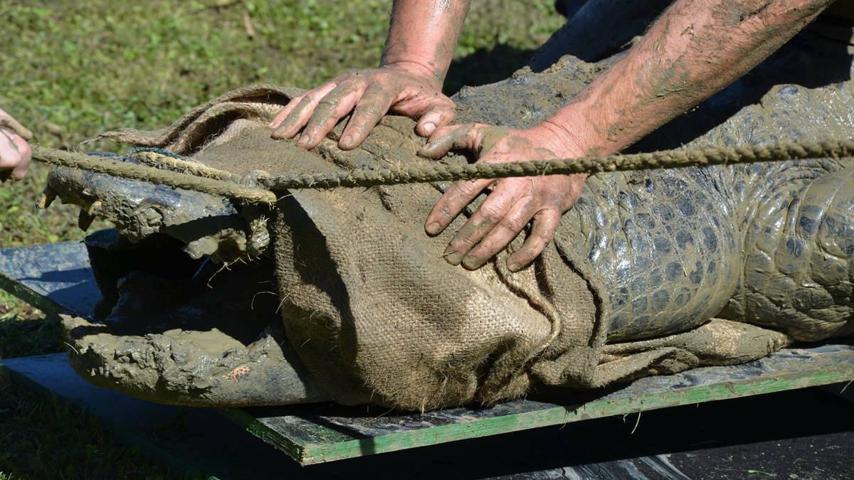The team at Hunter Valley Zoo, Nulkaba get down and dirty to weigh and measure their group of American alligators.