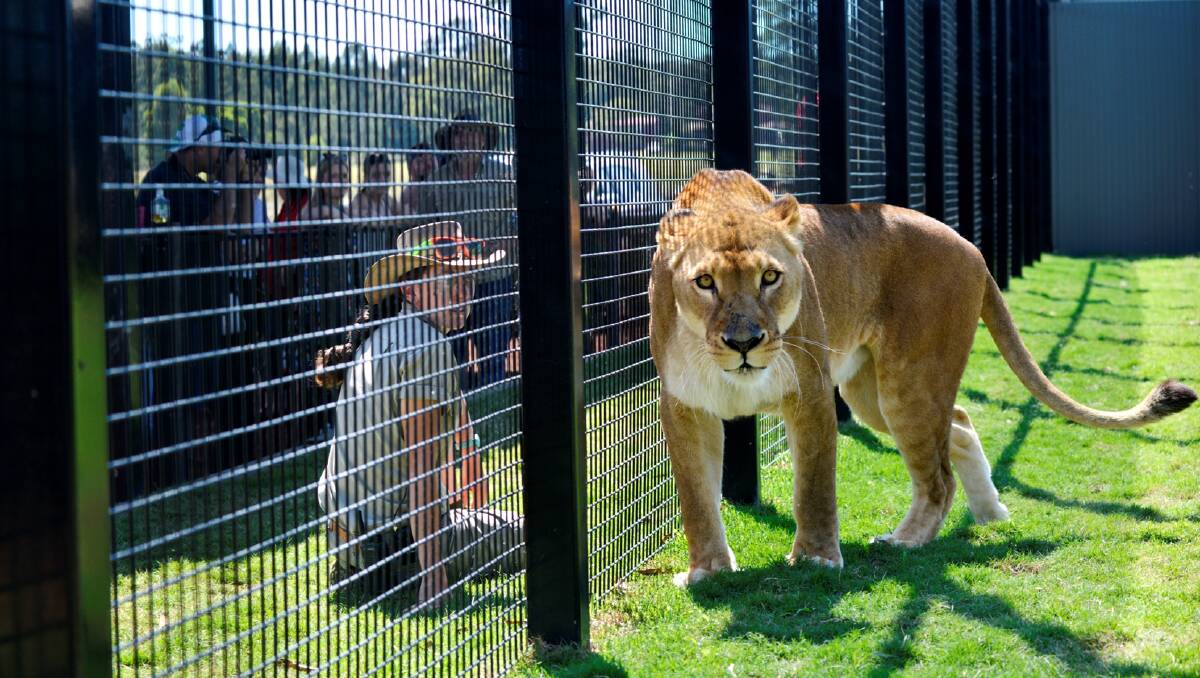 The lion enclosure opens at Hunter valley Zoo. PHOTOS: Stuart Scott