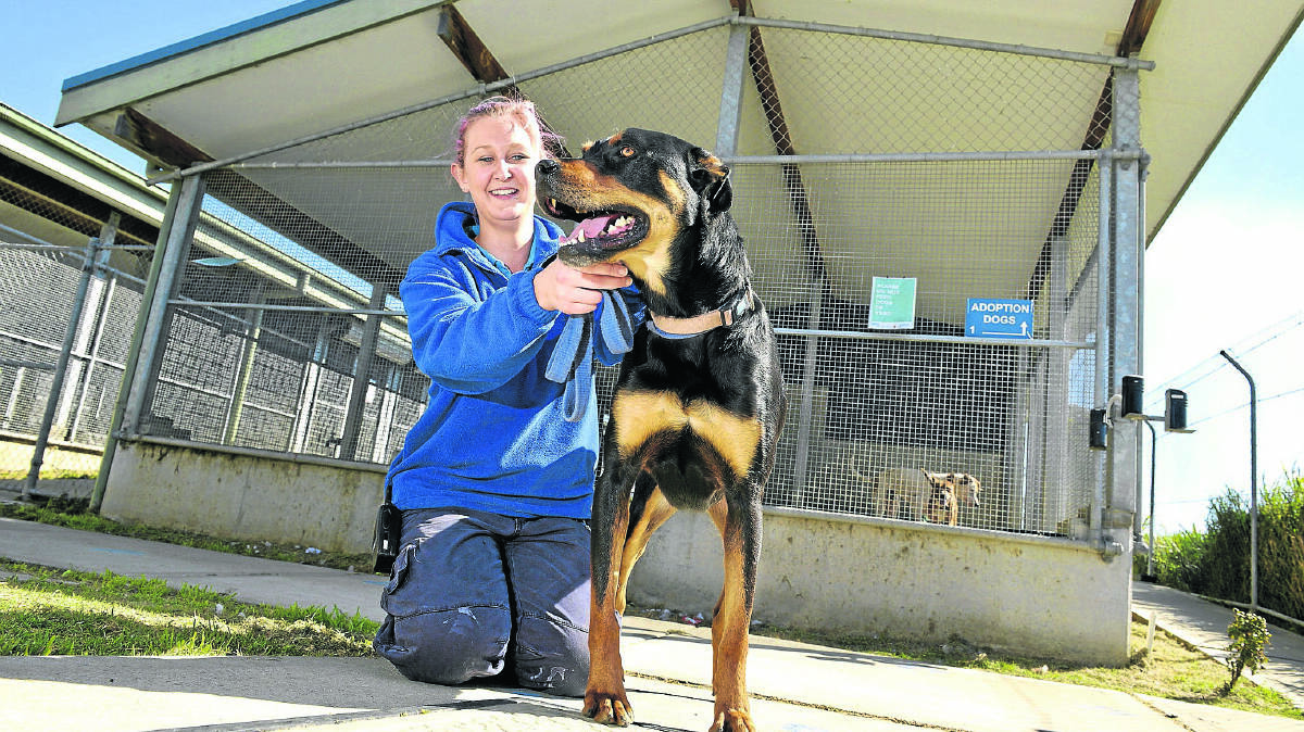 INFLUX:  RSPCA handler Liz Hammond with Rocky the Rottweiler, a lovable goof ball in need of a forever home.   	Picture by STUART SCOTT  