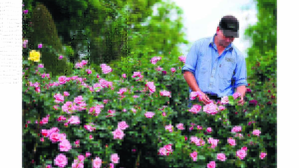 125 VARIETIES IN BLOOM:  Some of Hunter Valley Gardens’ 35,000 rose bushes in full display. 