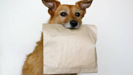 Doggy bags back in vogue to reduce waste