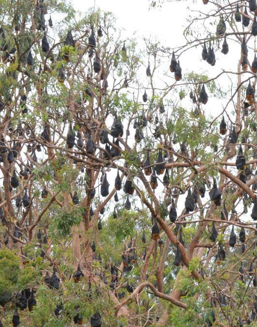 Arson not the answer to flying fox problem