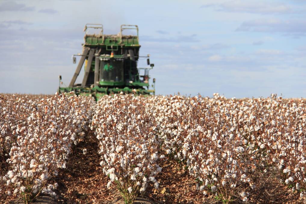 Cotton is currently being harvested at Cubbie Station. 