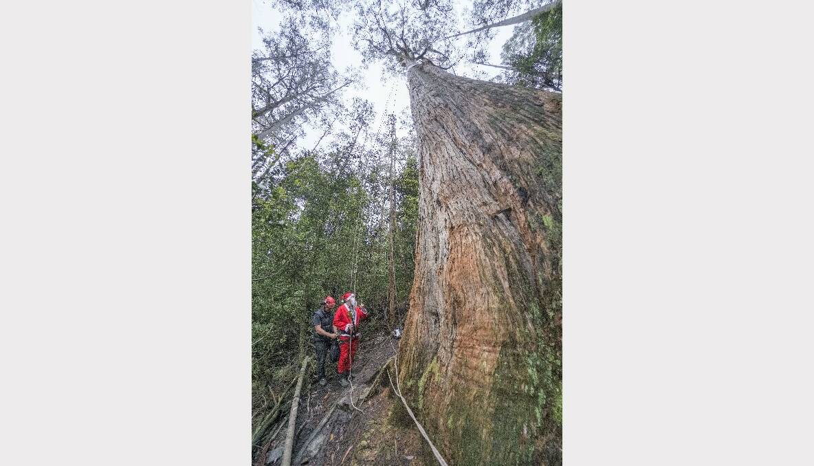 The 'Observer Tree'. Photo: supplied