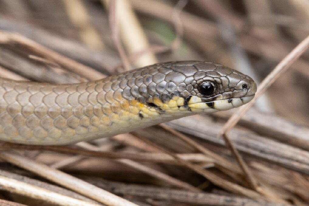 NEW SPECIES: The Hunter Valley Delma has obviously patterned lips compared to the closely related Striped Delma. Picture: Stephen Mahony