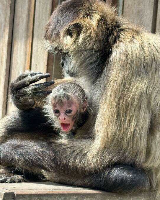 Proud mum Betty the spider monkey and her newborn son. Picture by Hunter Valley Wildlife Park