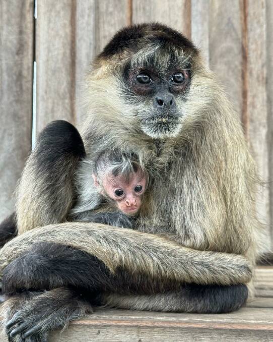 Proud mum Betty the spider monkey and her newborn son. Picture by Hunter Valley Wildlife Park