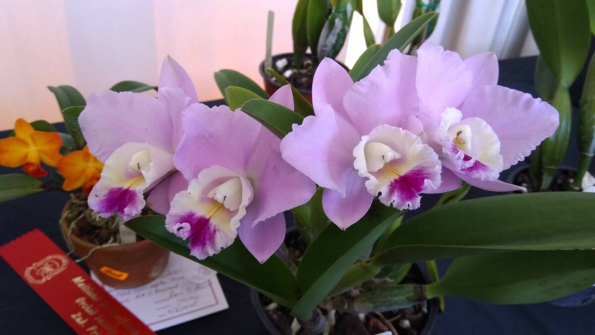 WINTER ORCHID SHOW: An orchid entered into the 2022 Maitland and Coalfields District Orchid Society's winter show. Picture supplied