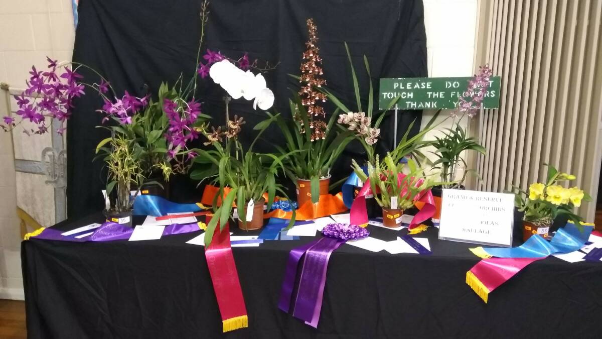 WINTER ORCHID SHOW: Independent judges from the Australian Orchid Society will decide which orchid will be crowned grand champion. Picture supplied