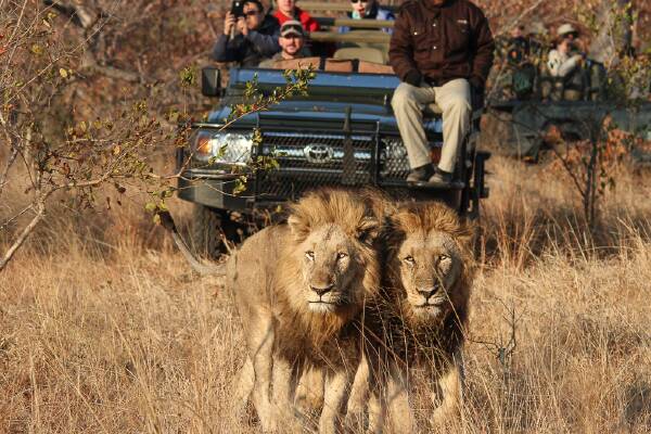 Unforgettable moments you can only have in this game reserve