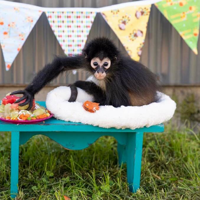 MONKEY BUSINESS: Adored Tito the Spider monkey celebrated his first birthday last week. Pictures: Hunter Valley Zoo