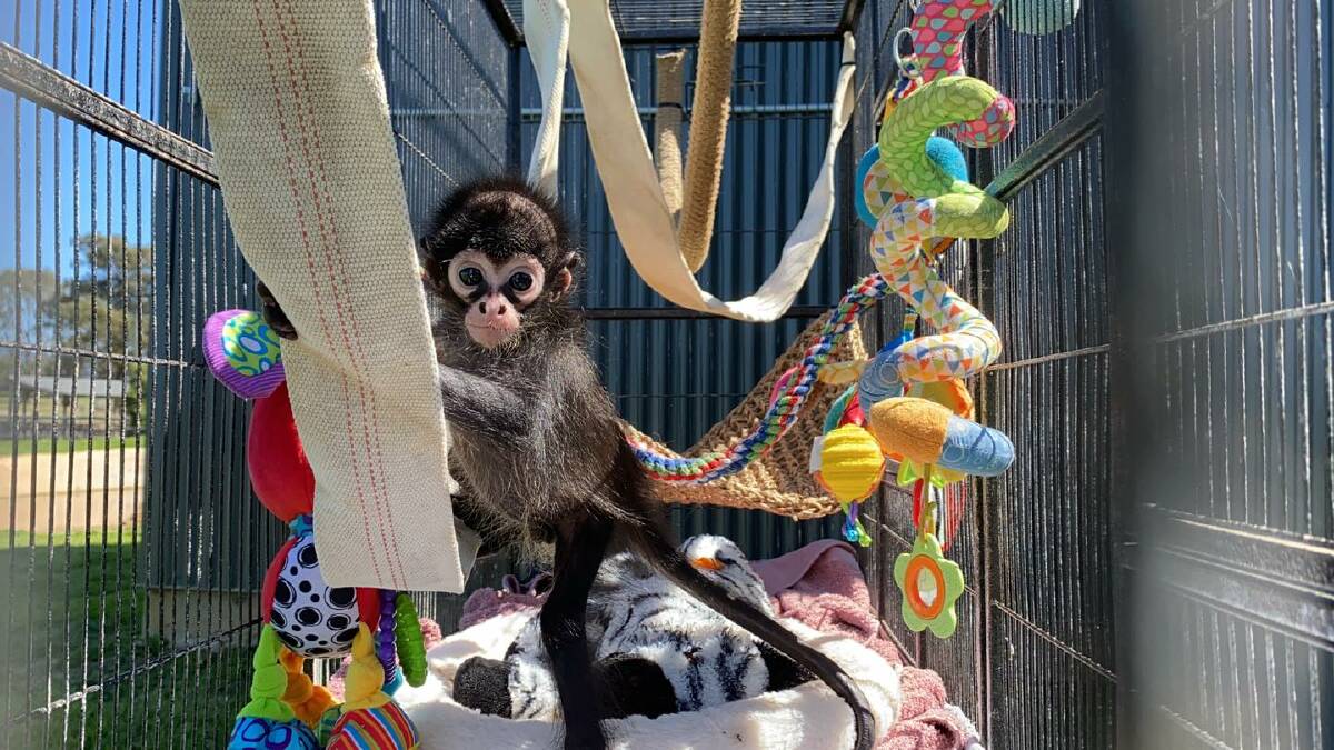 BIRTHDAY: Primate keeper Daisy Murphy said Tito's keepers were very "proud" of how far he had come.