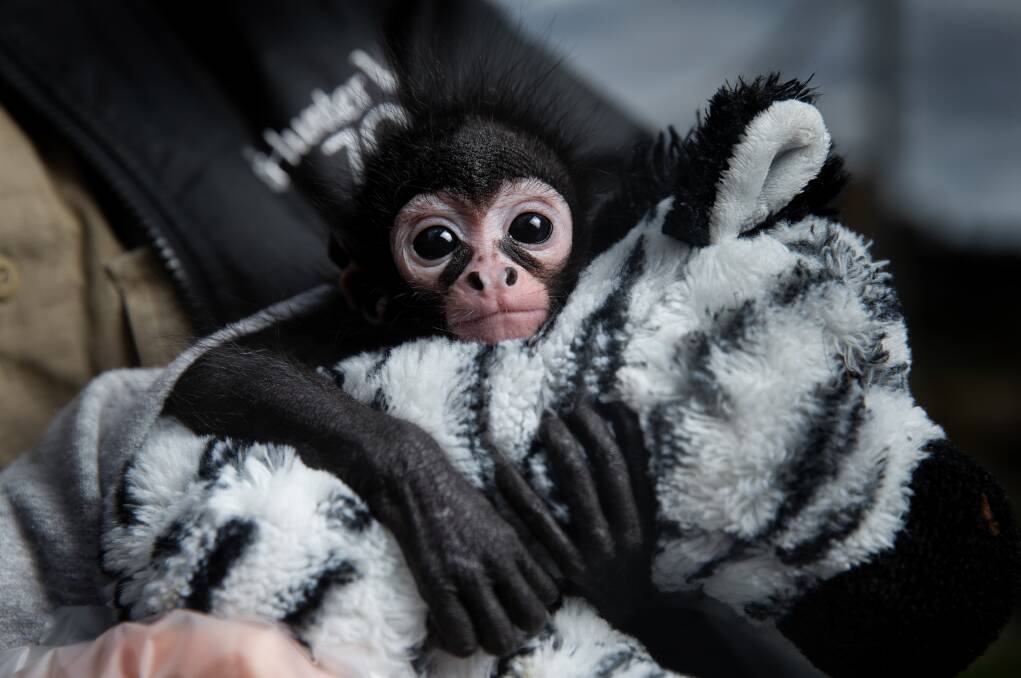 NEW ADDITION: Tito, the three-month-old spider monkey, is being hand raised by zoo keepers at Hunter Valley Zoo. 