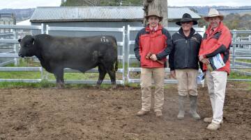 The $40,000 sale-topping bull purchased by Hardy Woodard, Taloumbi Brangus, Eidsvold, Qld, with auctioneer Lincoln McKinlay, Elders, Inverell, vendor Brian Powell, Yamba Angus, Orange, and Paul Jameson, Elders, Dubbo. 