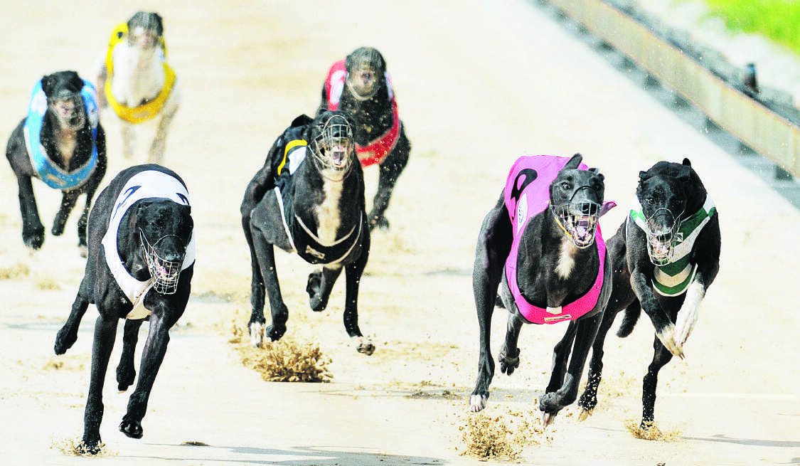 Maitland Greyhound Club hosts the final of the New Year's Gift on Thursday.