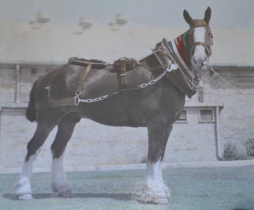 VISION: The statue will be based on the picture of 'Miner', a pit horse from Aberdare Extended.