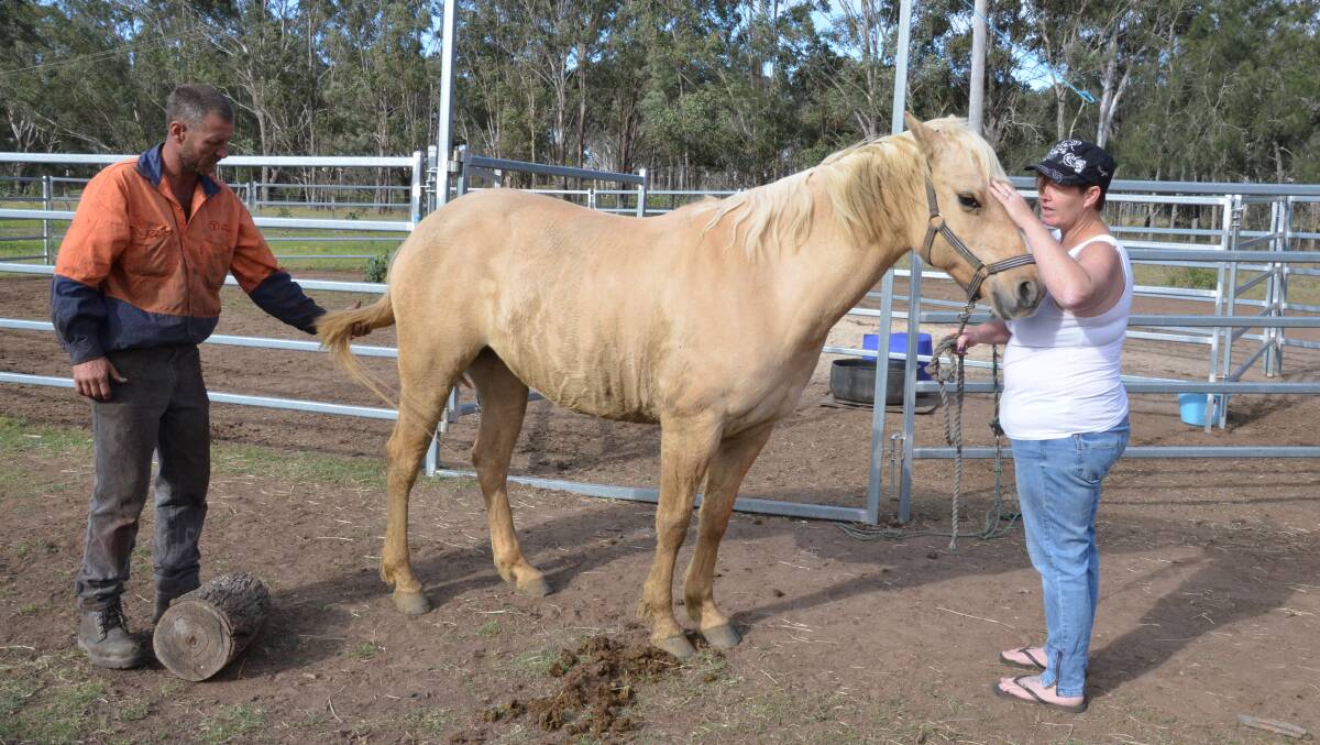 APPALLED: Chris and Kylie Barker with their horse Willow, whose tail was tampered with on Tuesday between 9.30am and 4.30pm. Picture: KRYSTAL SELLARS