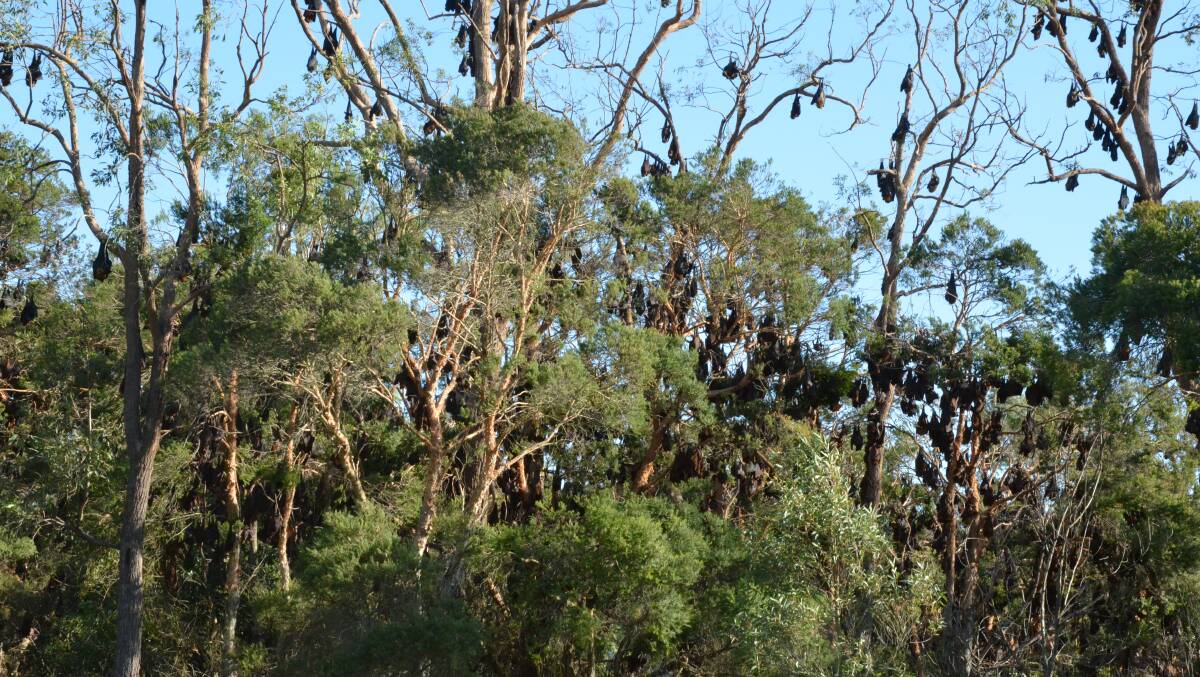 FED UP: As the East Cessnock flying fox colony continues to grow, so does the frustration of local residents.