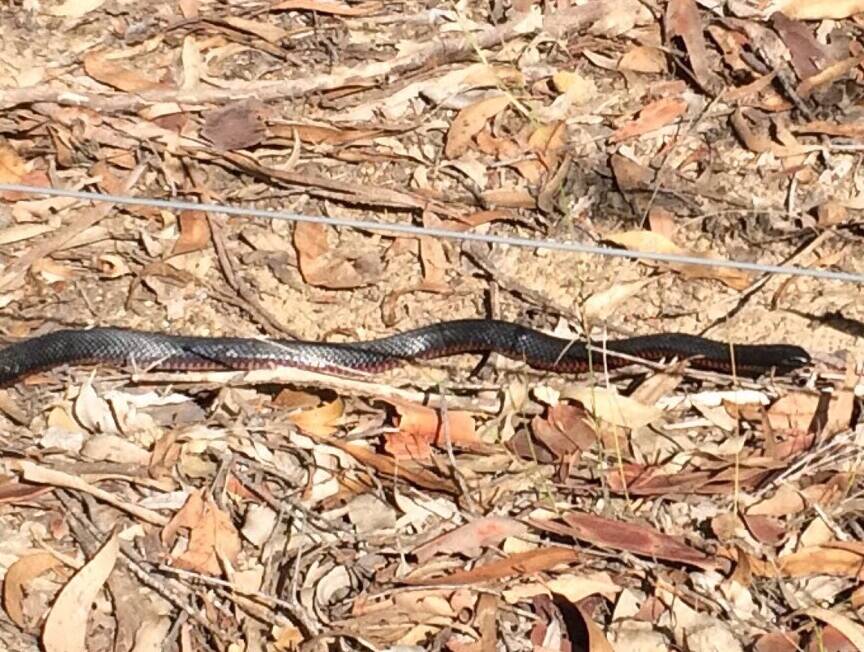 UNWELCOME GUEST: The red-bellied black snake that was found on a residential property at Bellbird on Friday. Picture: Cessnock District Rescue Squad