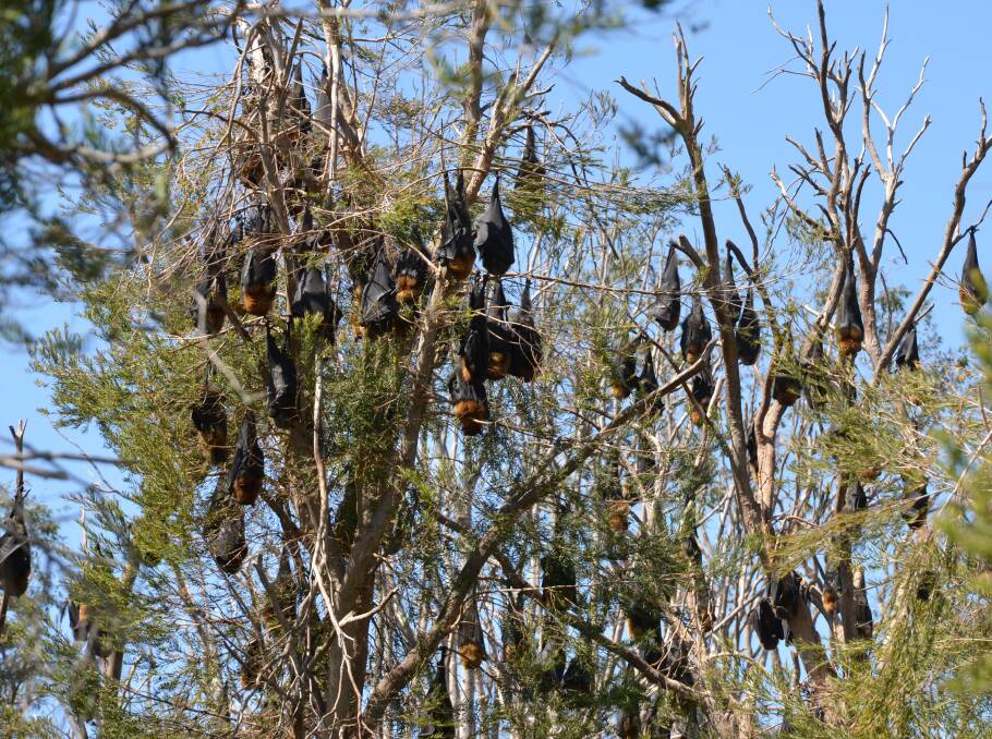 HANGING AROUND: Hundreds of bats remain in the trees on the corner of Old Maitland Road and Long Street in September 2017. Picture: Krystal Sellars