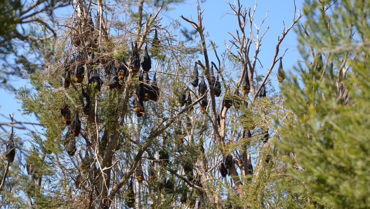COLONY: Flying foxes at East Cessnock in September 2017.