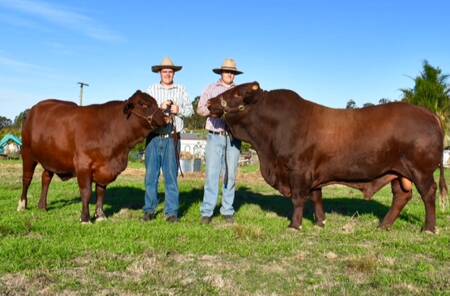 TRADITION: Quorrobolong's Dylan Craft (holding Barraba Fantasia) and his twin brother Jake (holding  Barraba Garry) will show cattle at the Sydney Royal Easter Show. Picture: supplied