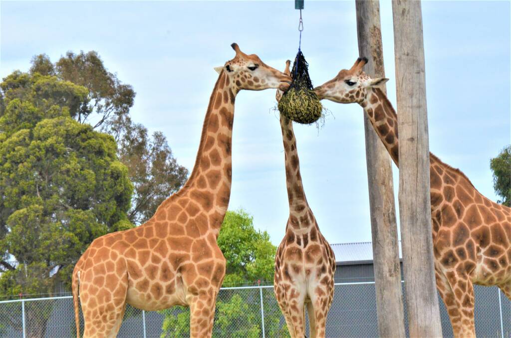 POPULAR ATTRACTION: Giraffes enjoying a feed Hunter Valley Wildlife Park, Nulkaba.