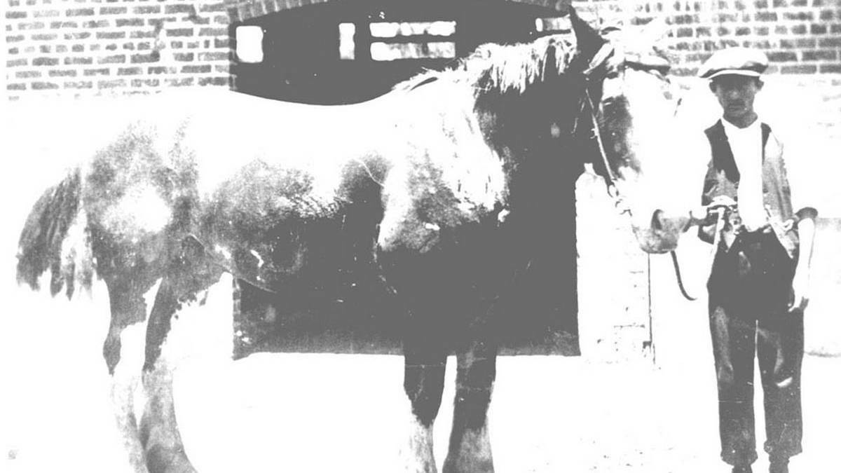 HARD WORK: A pit pony at Richmond Main colliery. Picture: The Jim Comerford Collection, University of Newcastle Cultural Collections.
