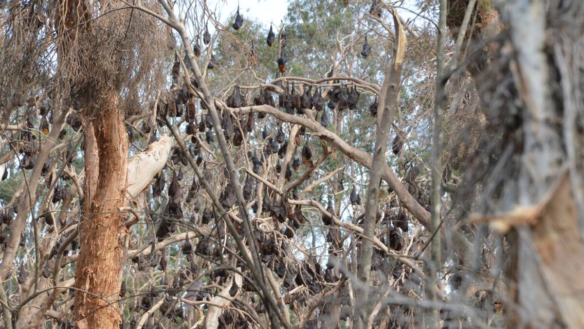IMPACT: The East Cessnock flying fox colony continues to cause grief for residents. This photo was taken by Advertiser journalist Krystal Sellars on June 24.