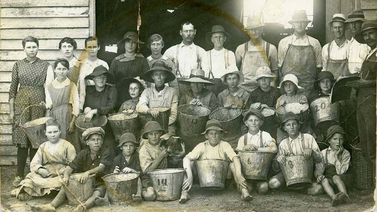 LOOKING BACK: Grape pickers at Keinbah. Photo from the personal collection of Linda Thomas (née Hawkins) via the Coalfields Heritage Group.
