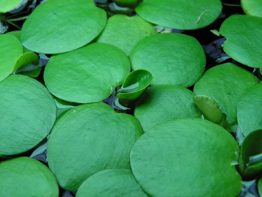 Frogbit found at Lovedale. Pictures: Maria Edmonds 
