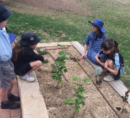 REWARDING EXPERIENCE: Kitchener Public School students happily tending to the edible garden. Picture: supplied