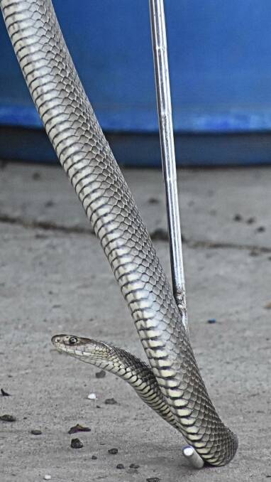 SHINY: A silver-coloured eastern brown snake that was relocated from an East Cessnock property in December.