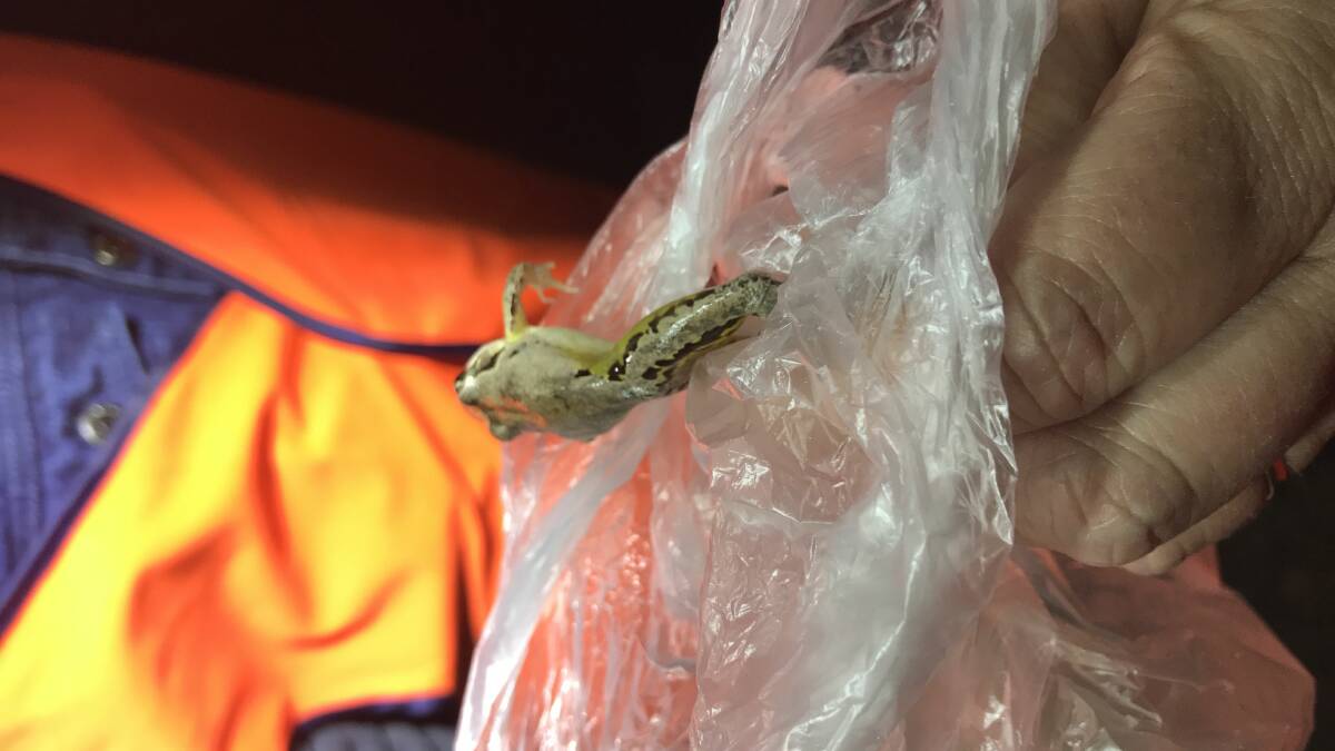UP CLOSE: A frog that was captured and released during the Bioblitz's spotlighting event on Saturday night.