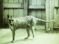 Show Your Stripes: Scientists say the Tasmanian tiger became extinct in 1936.  