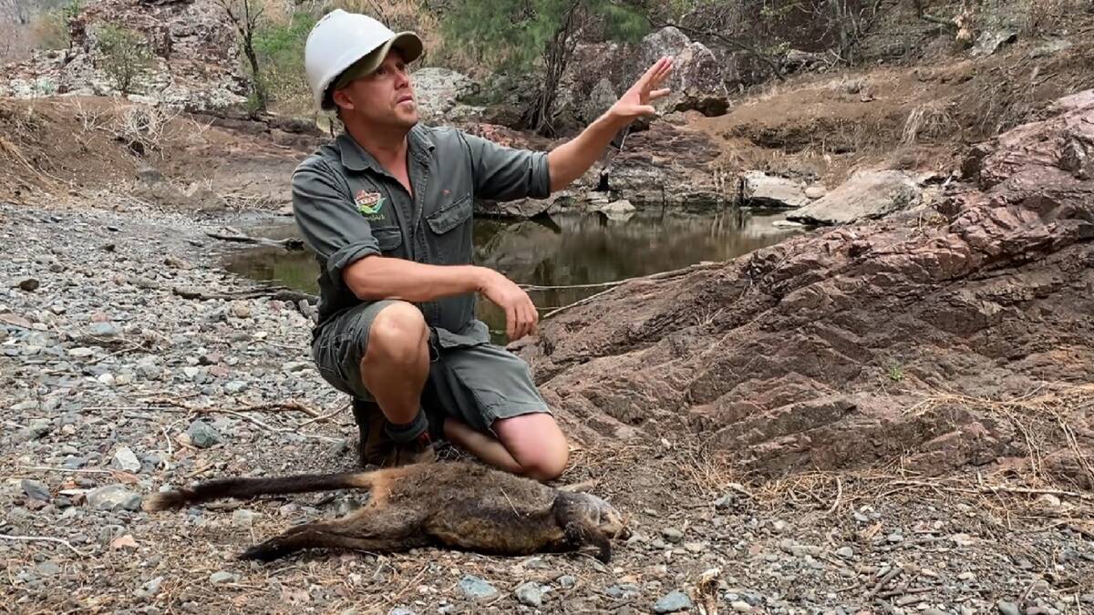 Help Needed: Aussie Ark president Tim Faulkner with a dead wallaby in a national park. 