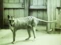 Mystery: Is the Tasmanian tiger extinct? Some believe it still exists in the Barrington.  