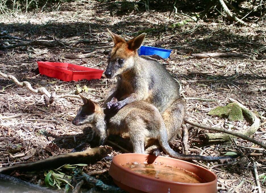 Water Break: A swamp wallaby and her joey enjoy a reprieve from the drought on a Mount View property. Picture: Eleanor Lennard 