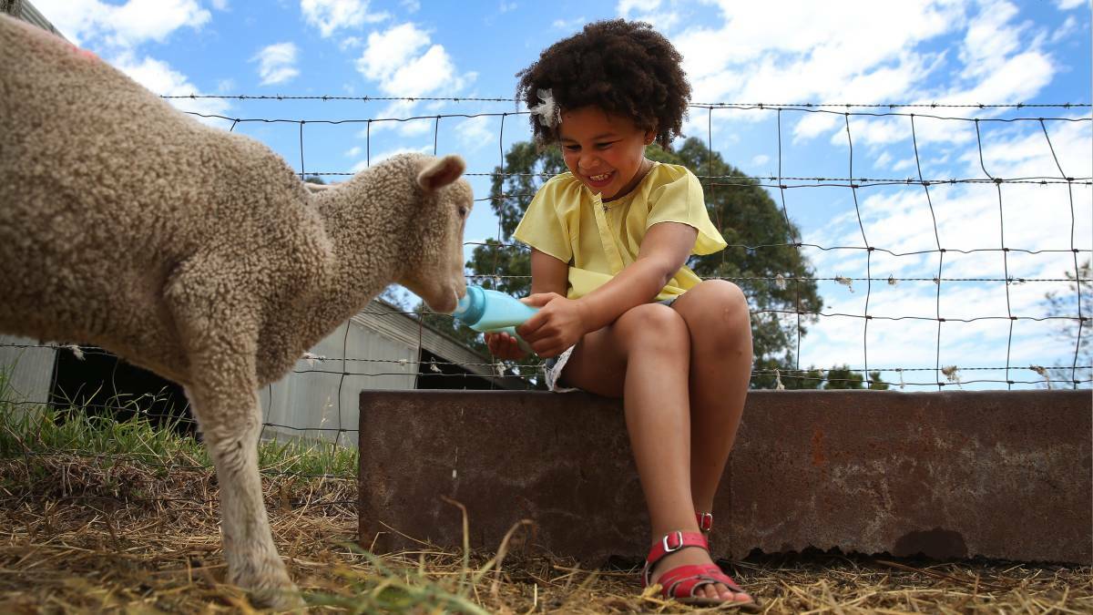AGRICULTURE: Lola Omotosho, 4, is looking forward to learning about agriculture at next year's paddock to plate themed Maitland Show. Picture: Marina Neil