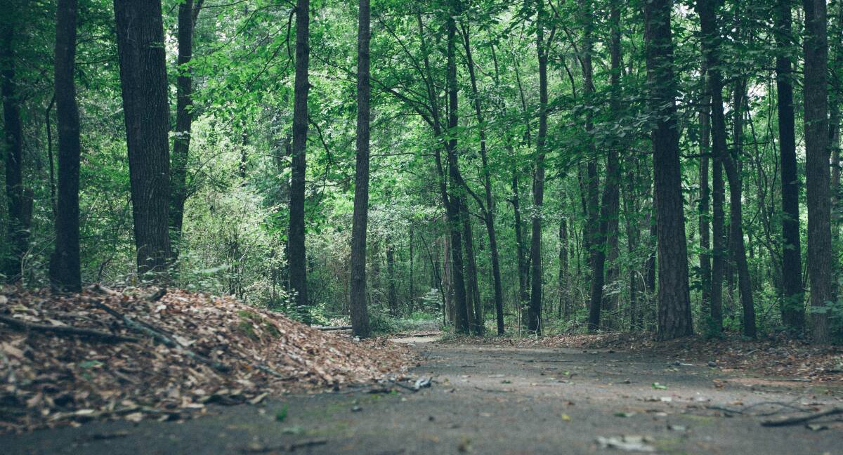 There are proven health benefits of walking among trees. Picture: Phil Goodwin/Unsplash