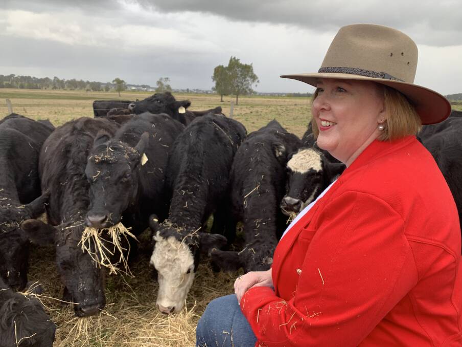 FARMING FOCUS: Shadow Minister for Primary Industries and Maitland MP Jenny Aitchison with a herd of cattle on agistment from the Upper Hunter. 