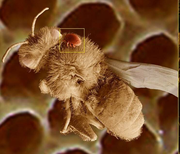 A bee carrying a varroa mite.