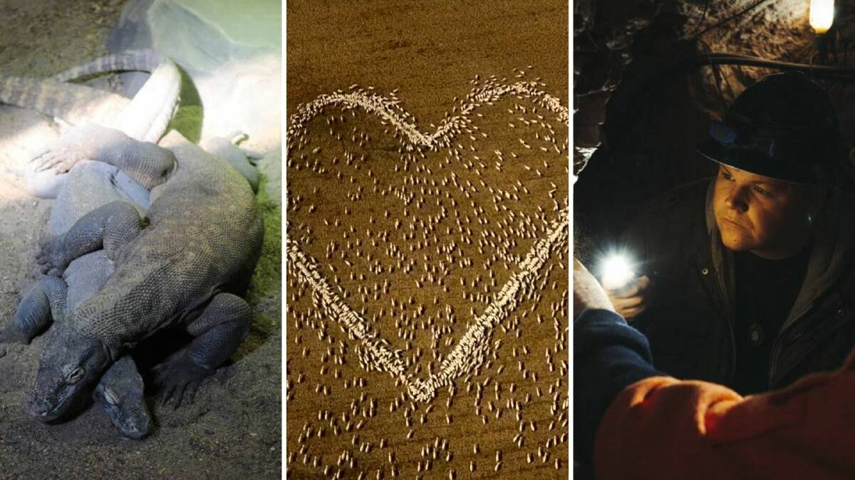VIDEOS OF THE WEEK: What do a couple of komodo dragons, a heart made of sheep and a pair of opal miners have in common?