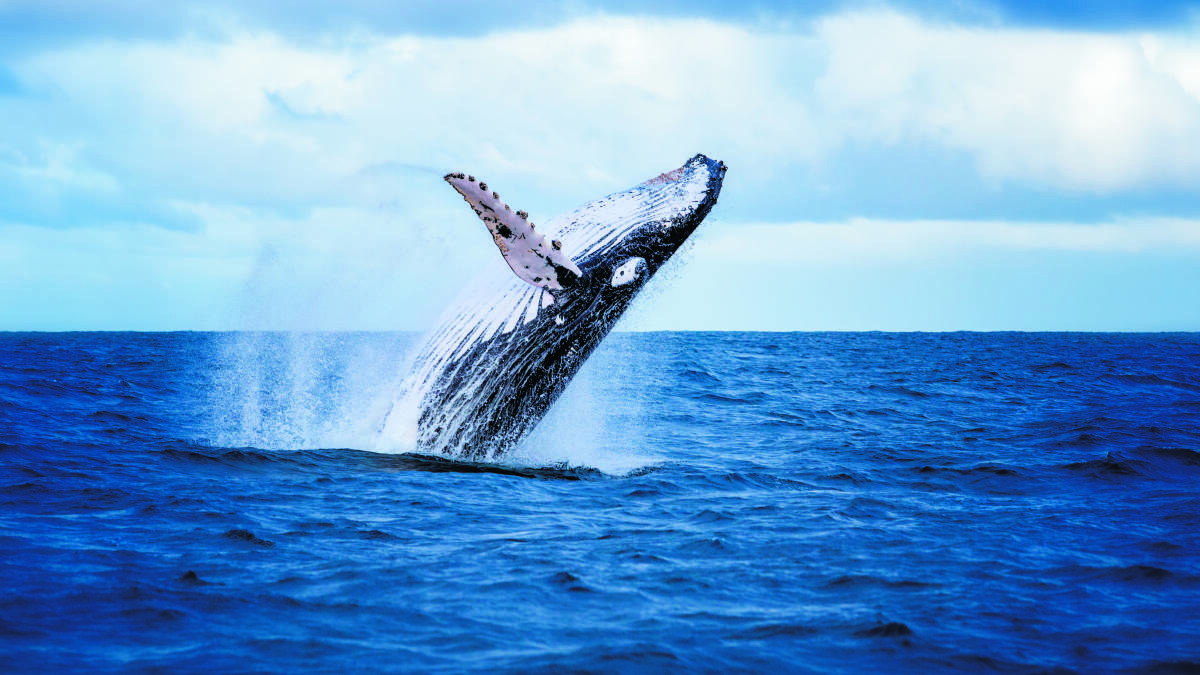 There's a whale of a time to be had on the NSW Sapphire Coast. Picture: Shutterstock
