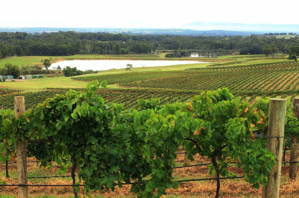 PICKING: Staff shortages have created concern over the upcoming wine harvest.