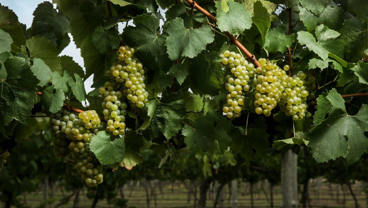 WORK: Border closures due to the coronavirus may create labour sourcing challenges for the upcoming grape harvest in the Hunter Valley and other wine regions. 