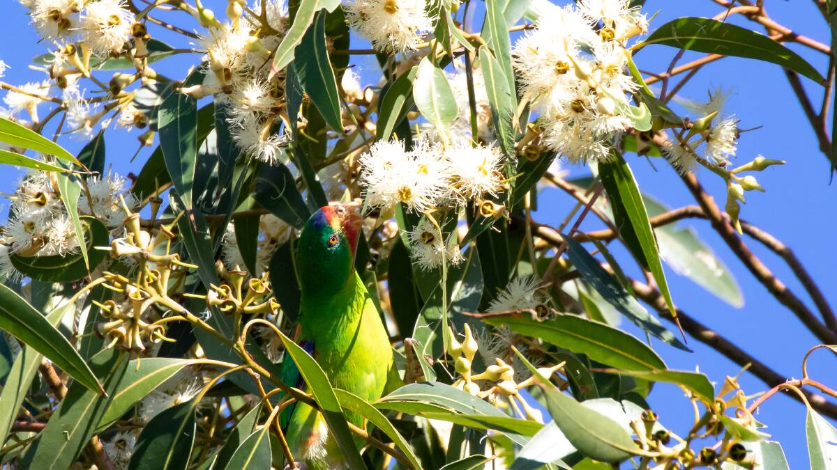 Swift Parrots on the verge of extinction