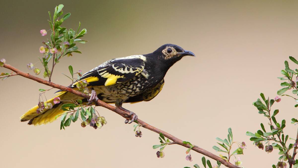 ENDANGERED: Fifty eight of the endangered Regent Honeyeater have been released into the wild over the past week.