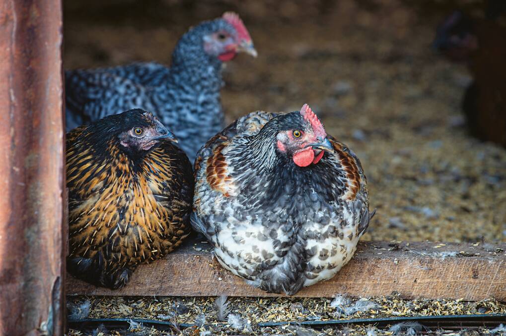 Three different expressions of Sommerland genetics, Grassland Poultry, NSW. Picture: Alan Benson