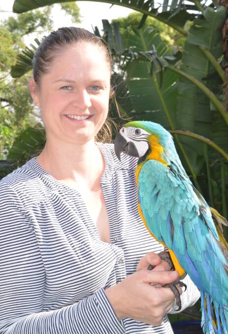 STUNNING: Tennille Rankmore with a beautifully coloured macaw and, right, a Gang-Gang Cockatoo. Pictures: Sam Norris 